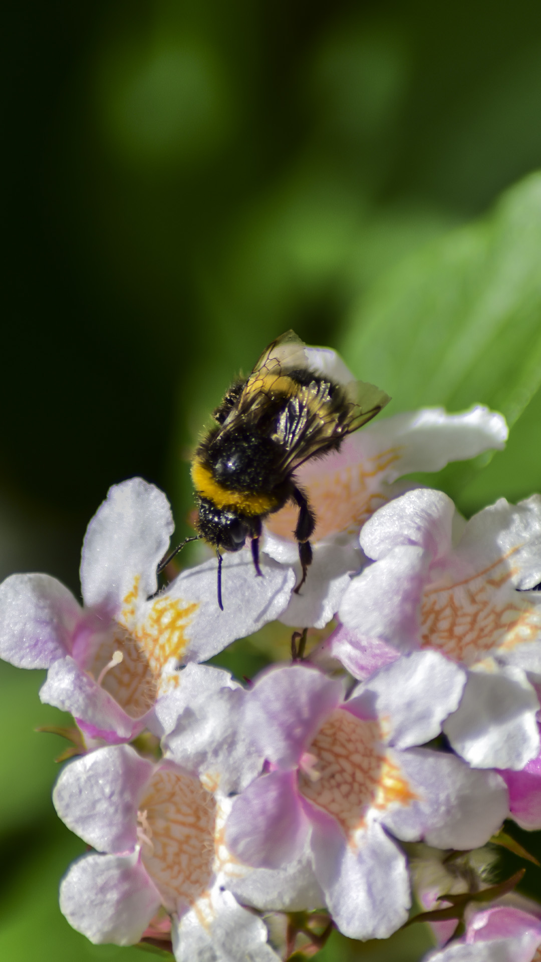 bee in spring macro photo