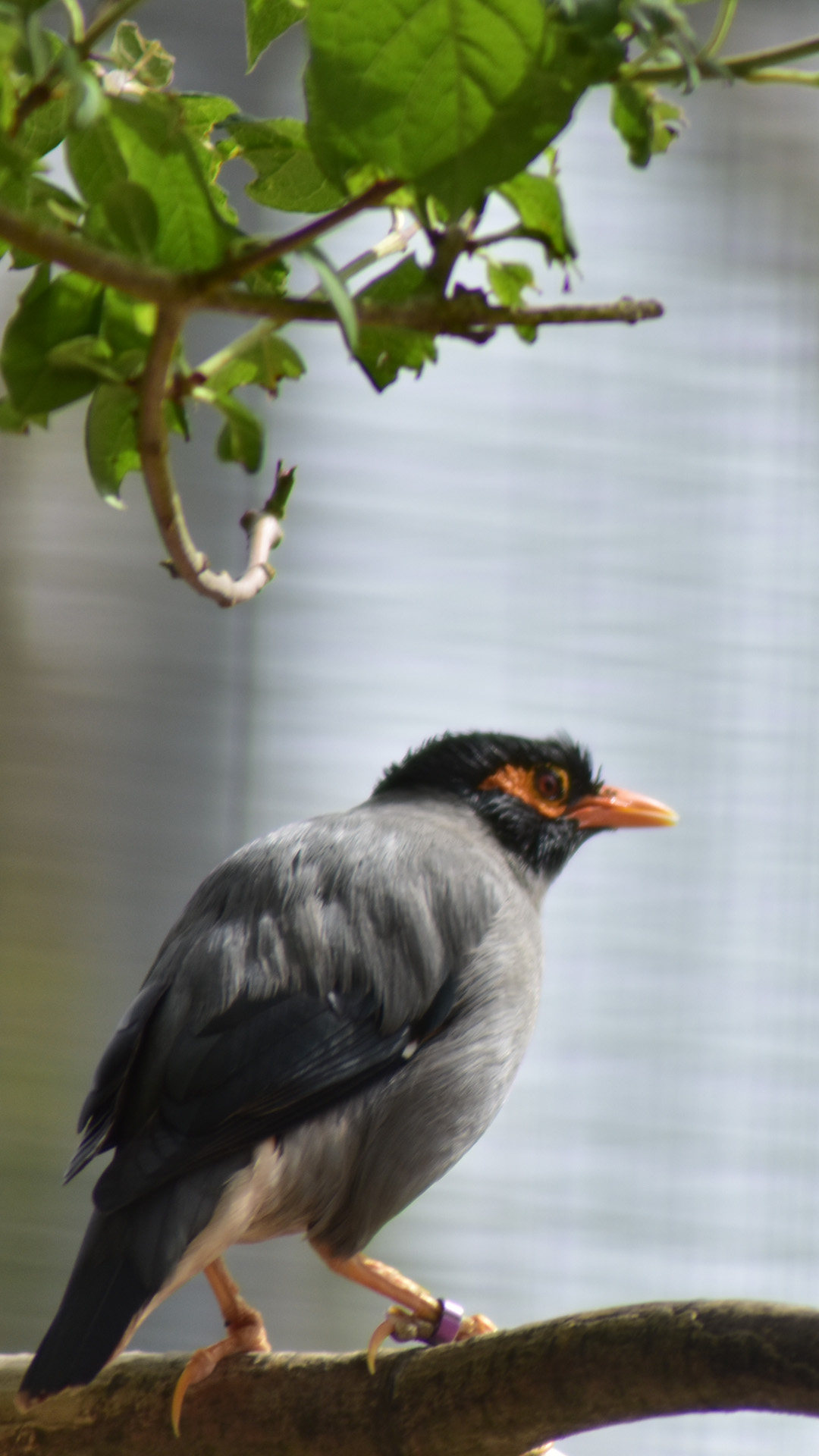 Birmingham bird 70-300mm tamron