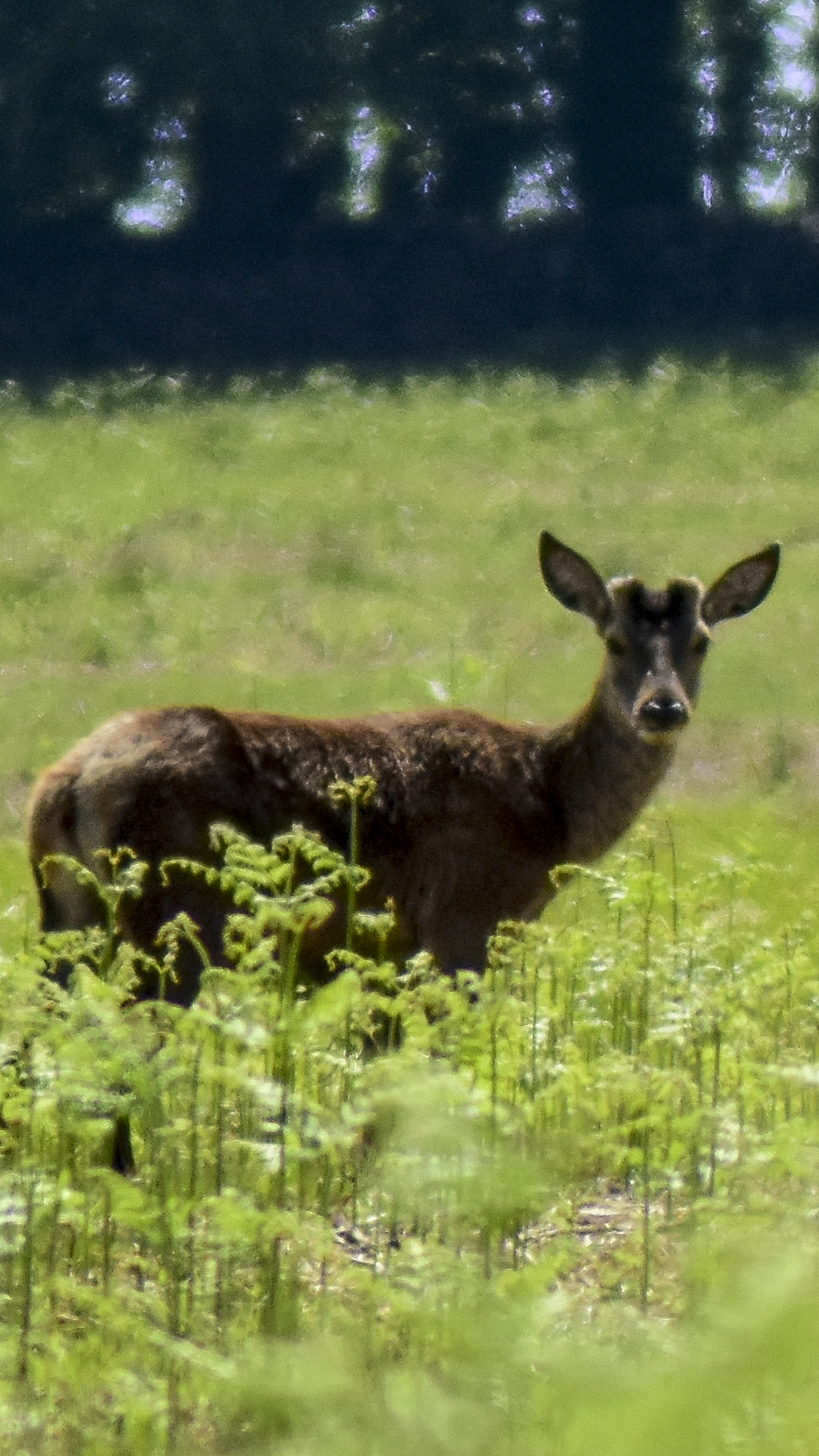 Deer at Bradgate park