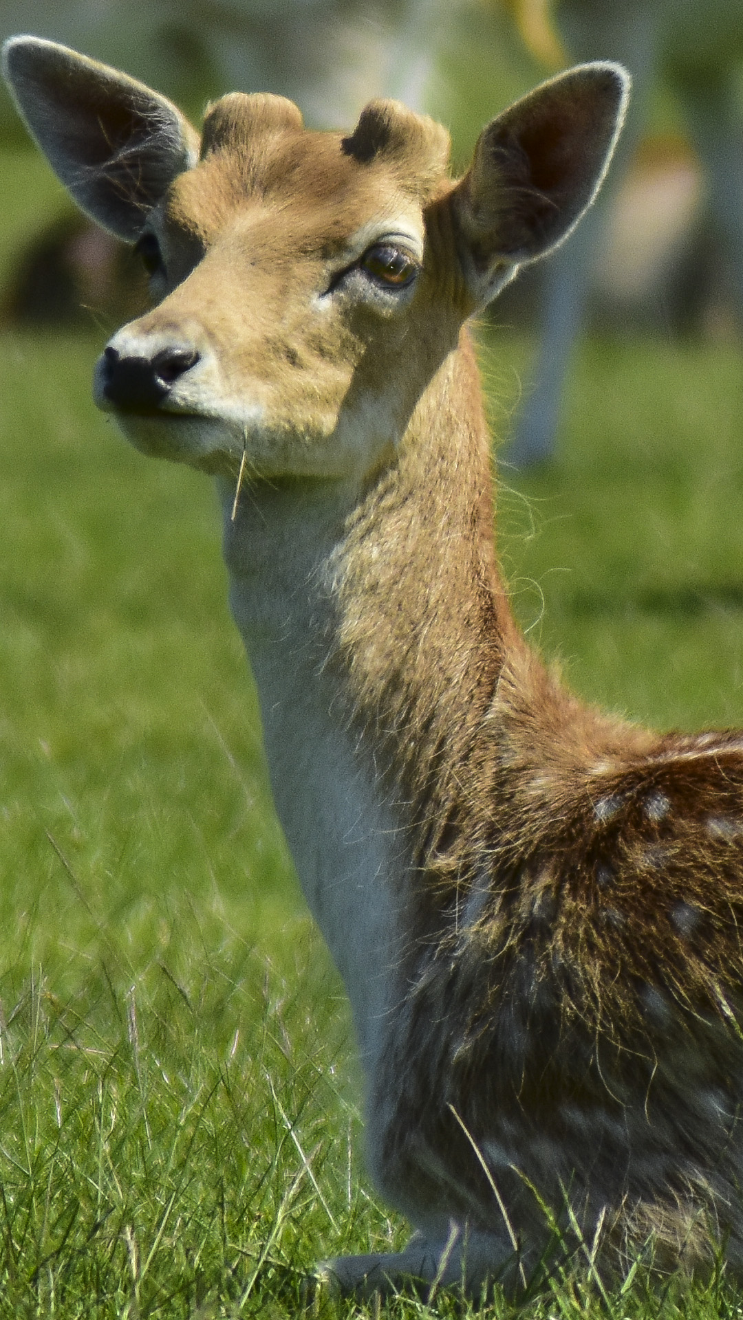 close up with a deer in Bradgate park