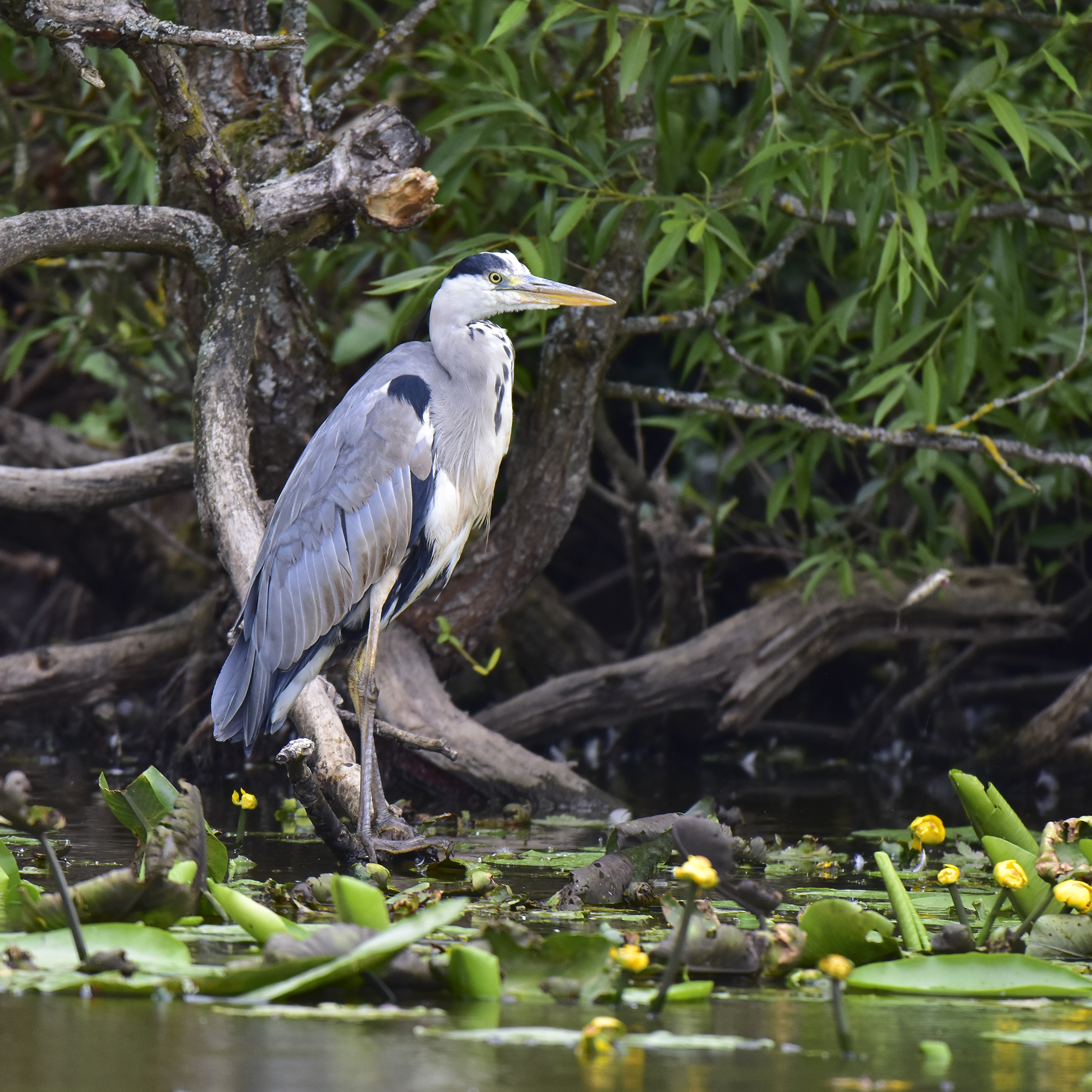 WildLife Photography Grey Heron