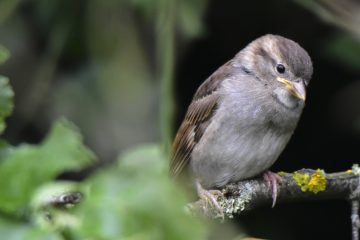 Juvenile house Sparrow UK Birds