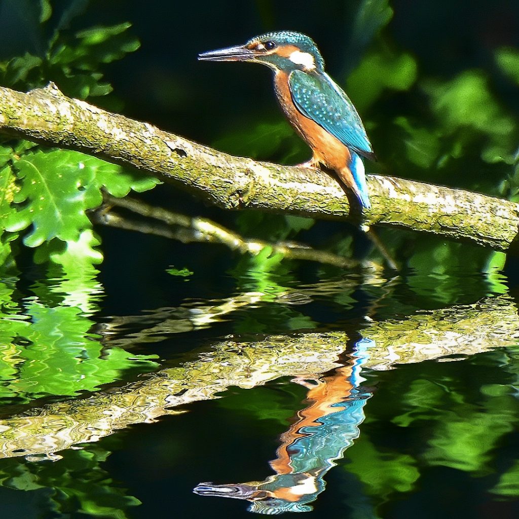 Kingfisher Perched reflection in water