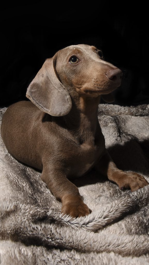 Dachshund photography pet portrait